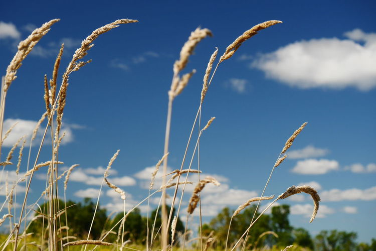 Close-up of grass growing on field against blue sky