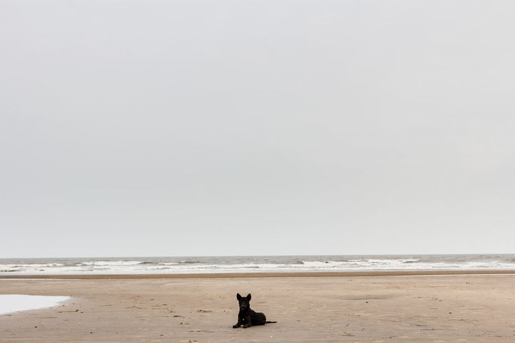 Doggo on beach against clear sky