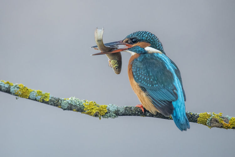 Kingfisher with a fish in its beak perched on a gray foggy branch background