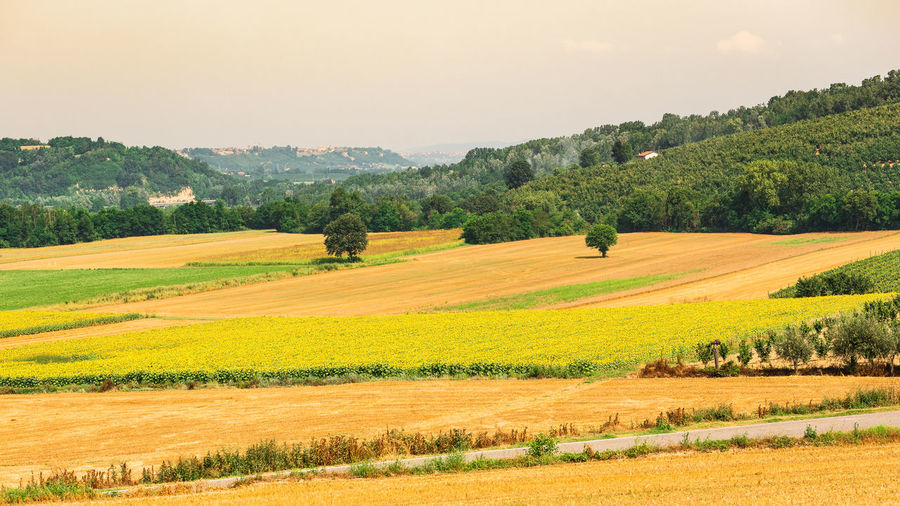Scenic view of agricultural field against sky