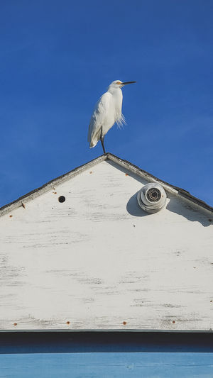 Low angle view of seagull perching on the wall