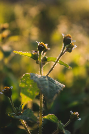 Close-up of plant