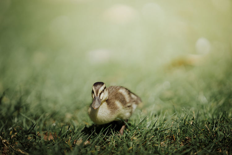 View of an duckling on grass