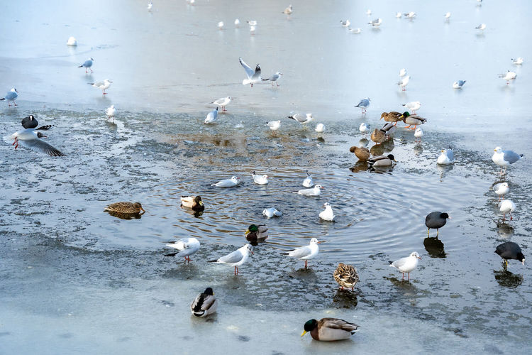 High angle view of seagulls swimming in lake during winter