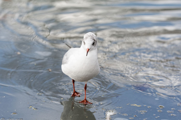 Close-up of seagull perching on land