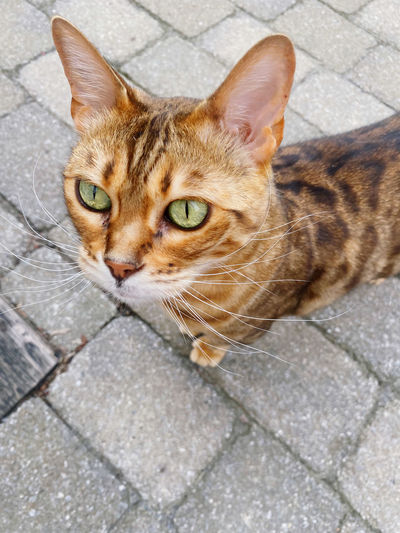 Close-up portrait of tabby cat on footpath