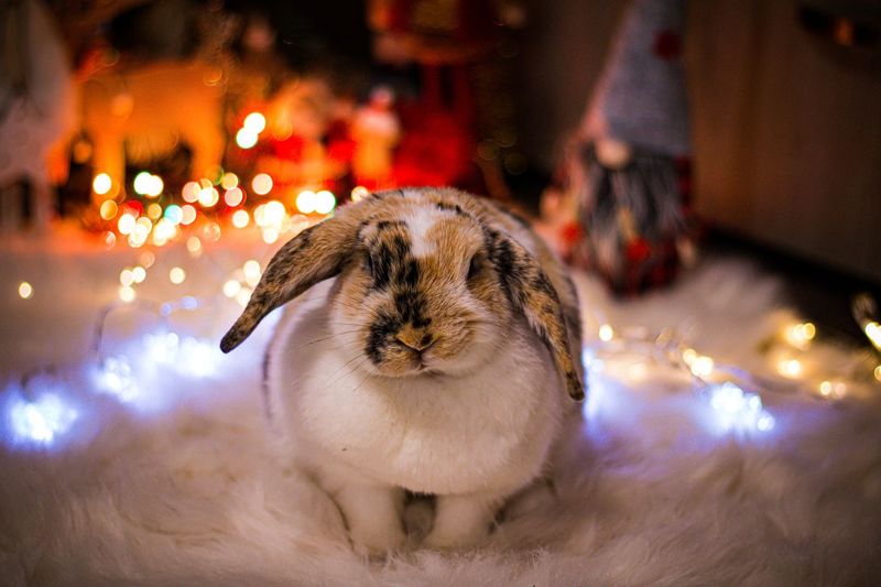 Close-up of christmas rabbit