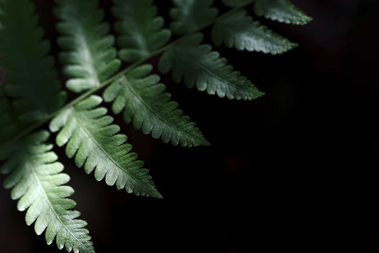 Detail of plant in forest or garden, beautiful texture of tree leaf, shallow depth of field
