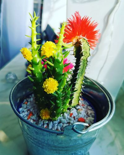 Close-up of potted plant