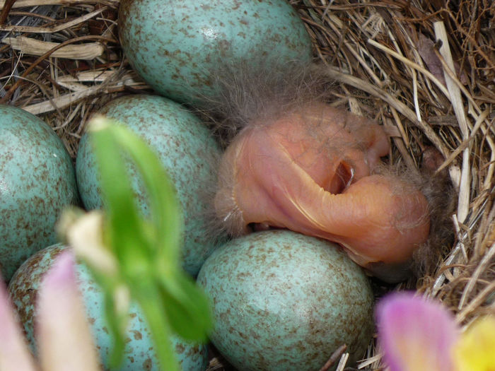 Close-up of blackbird nest 