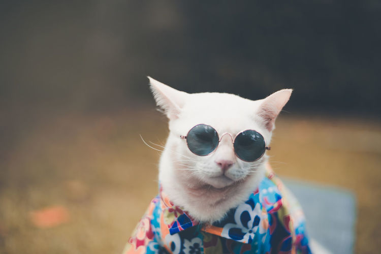 Close-up portrait of cat against blurred background
