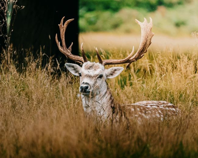 Fallow deer stag sitting in long grass