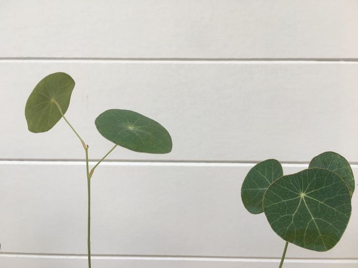 Close-up of green leaves against white wall