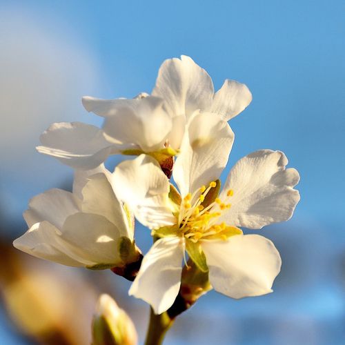 Close-up of white almond flowers