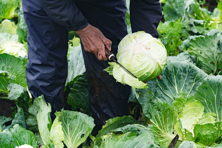 A farmer's hand holding a freshly harvested cabbage