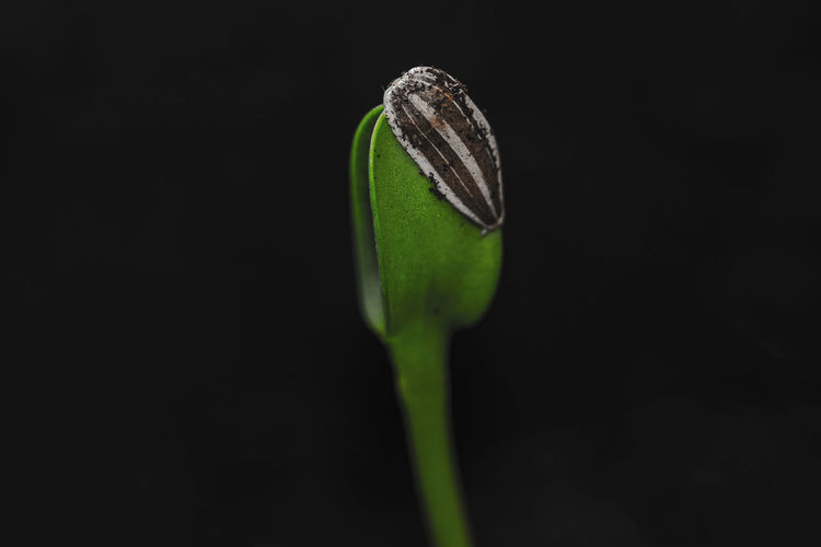 Close-up of sunflower seed growing up  against black background