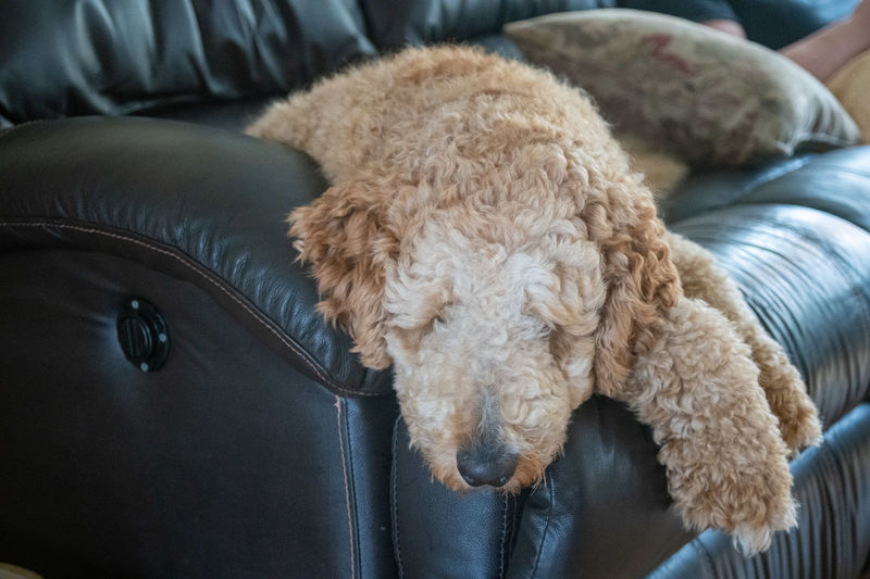High angle view of dog resting on sofa