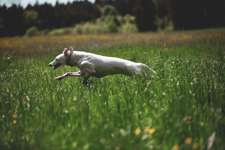View of dog running on grass