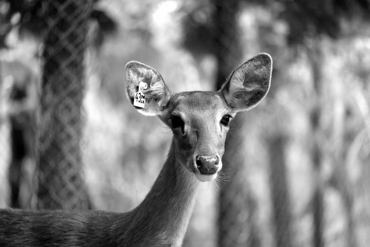 Portrait of deer with tag at zoo