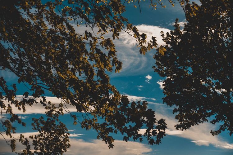 Low angle view of trees against sky