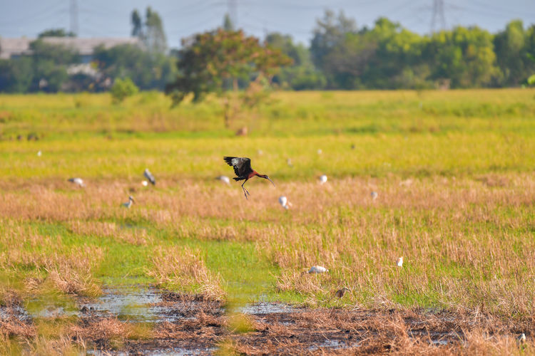 View of a bird on field