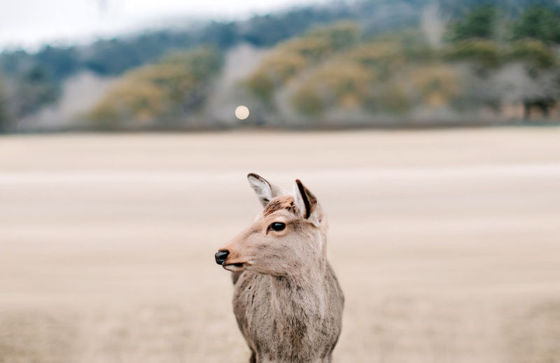 Brown tailed deer in the wild with close up focus view. animals backgrounds for desktop computer