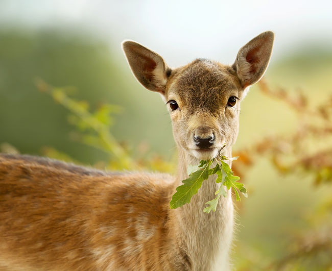 Portrait of fallow deer