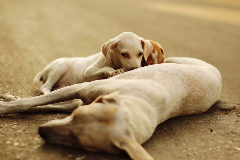 High angle view of dog feeding puppies while lying on road