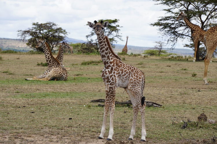 Giraffe calf  in a field