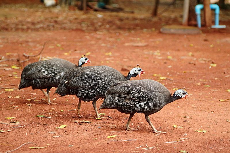 Guinea fowls on field