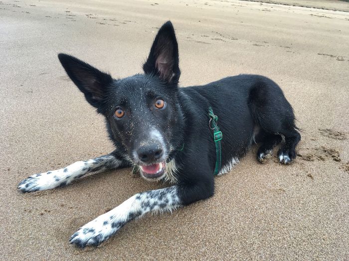 Portrait of black dog lying on sand