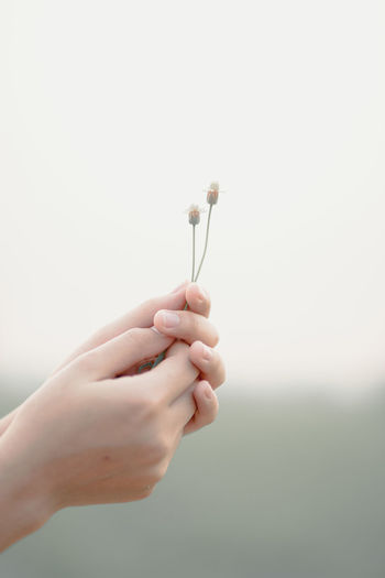 Close-up of woman hands holding flowering plant against sky