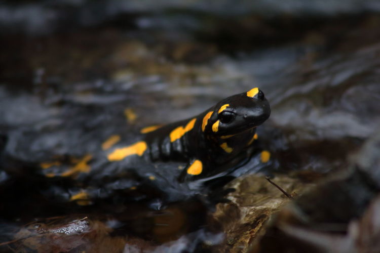 Close-up of a salamandra in the water