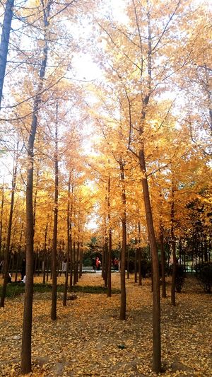 Trees in park during autumn