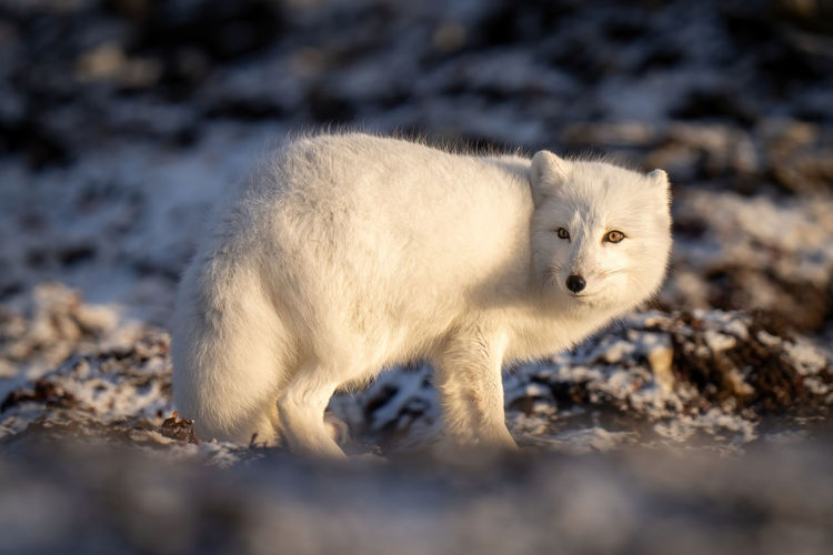 Arctic fox stands on tundra looking back