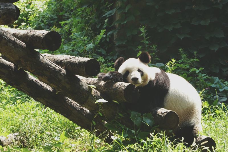 Panda leaning on wooden ladder in forest