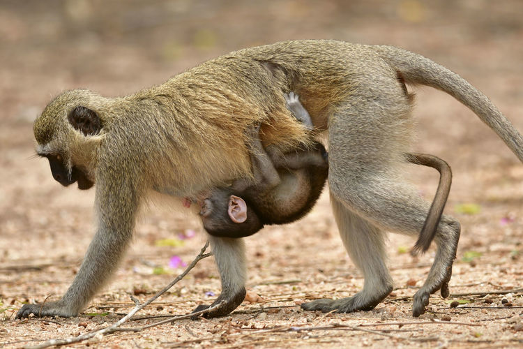 Close-up of baby monkey hanging from mother