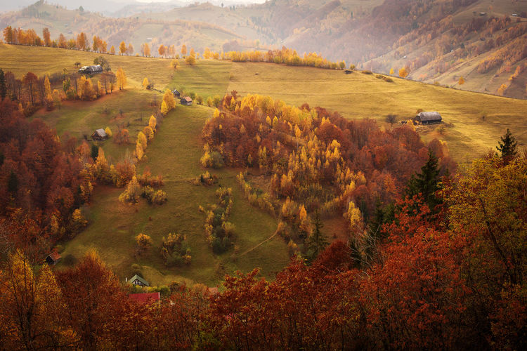High angle view of trees on field during autumn