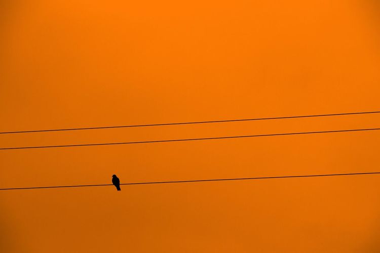 Low angle view of silhouette birds flying against orange sky