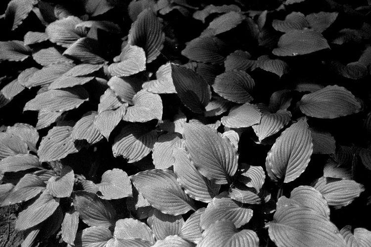 Full frame shot of flowering plants