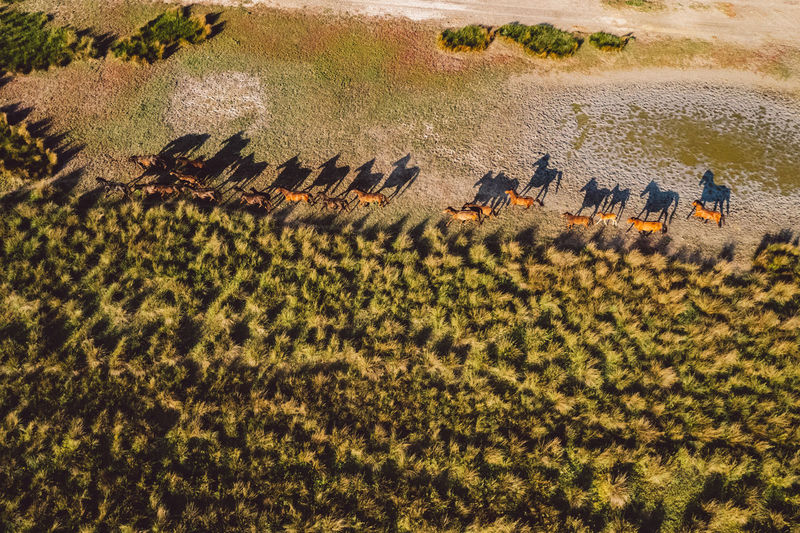 High angle view of wild horses on field at sunset with shadow silhouettes 
