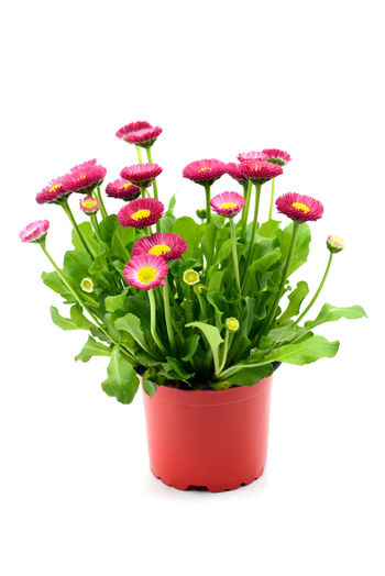 Close-up of pink flower pot against white background