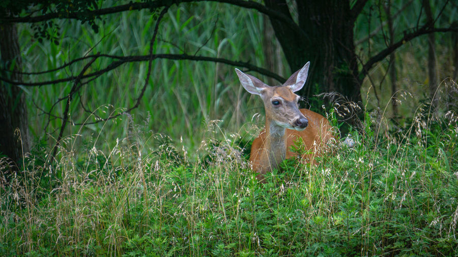 Deer along edge of woodlands