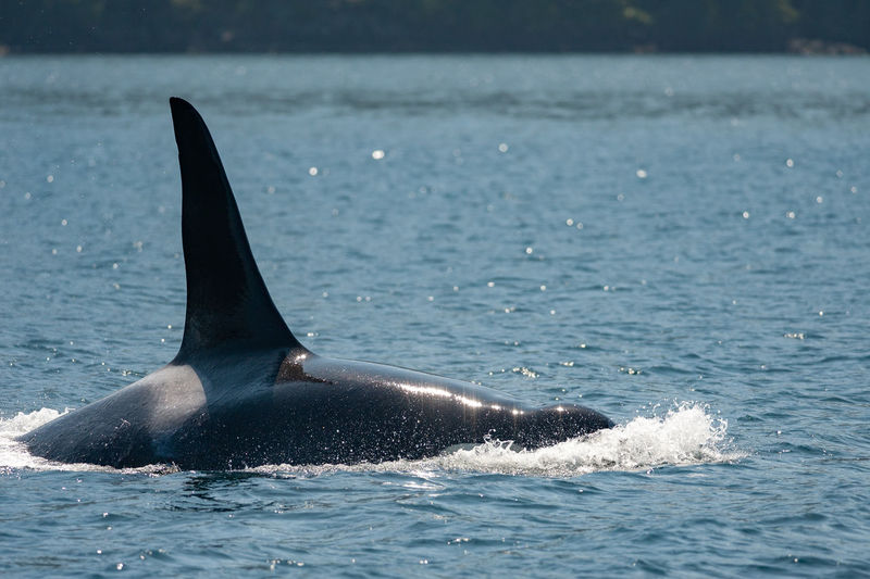 Orca in broughton archipelago marine provincial park