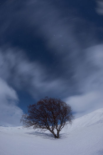 Winter landscape with leafless tree growing on snowy slope in mountain valley against blue cloudy sky