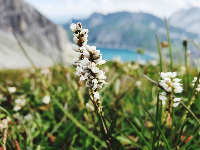 Close-up of white flowering plant on field