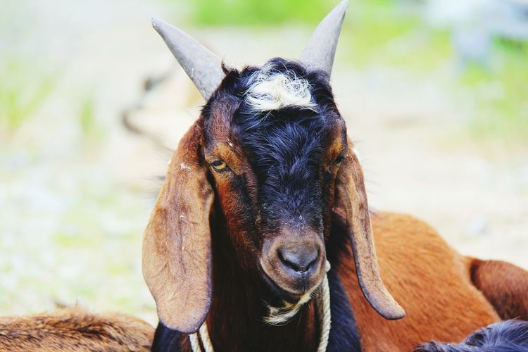 Portrait of goat outdoors