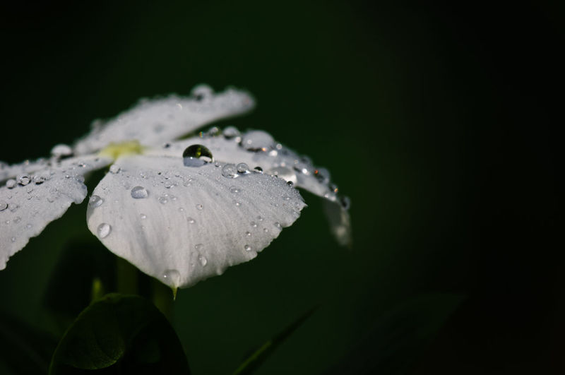 Close-up of water drops on white periwinkle