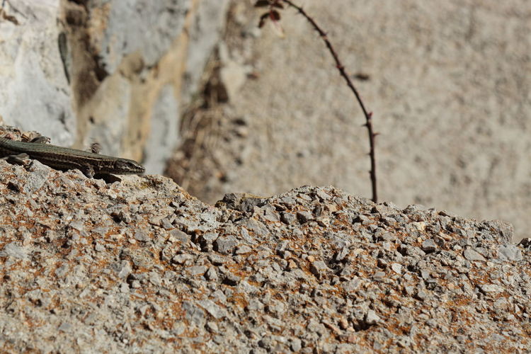 Close-up of lizard on rock against wall