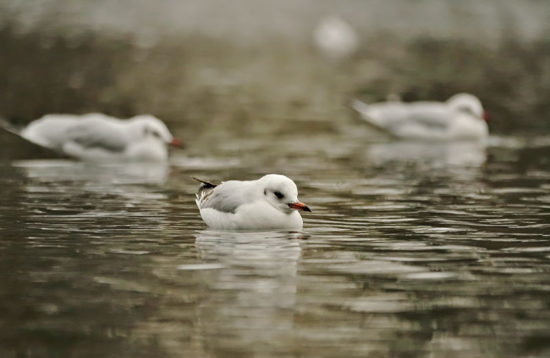 Close-up of bird in lake